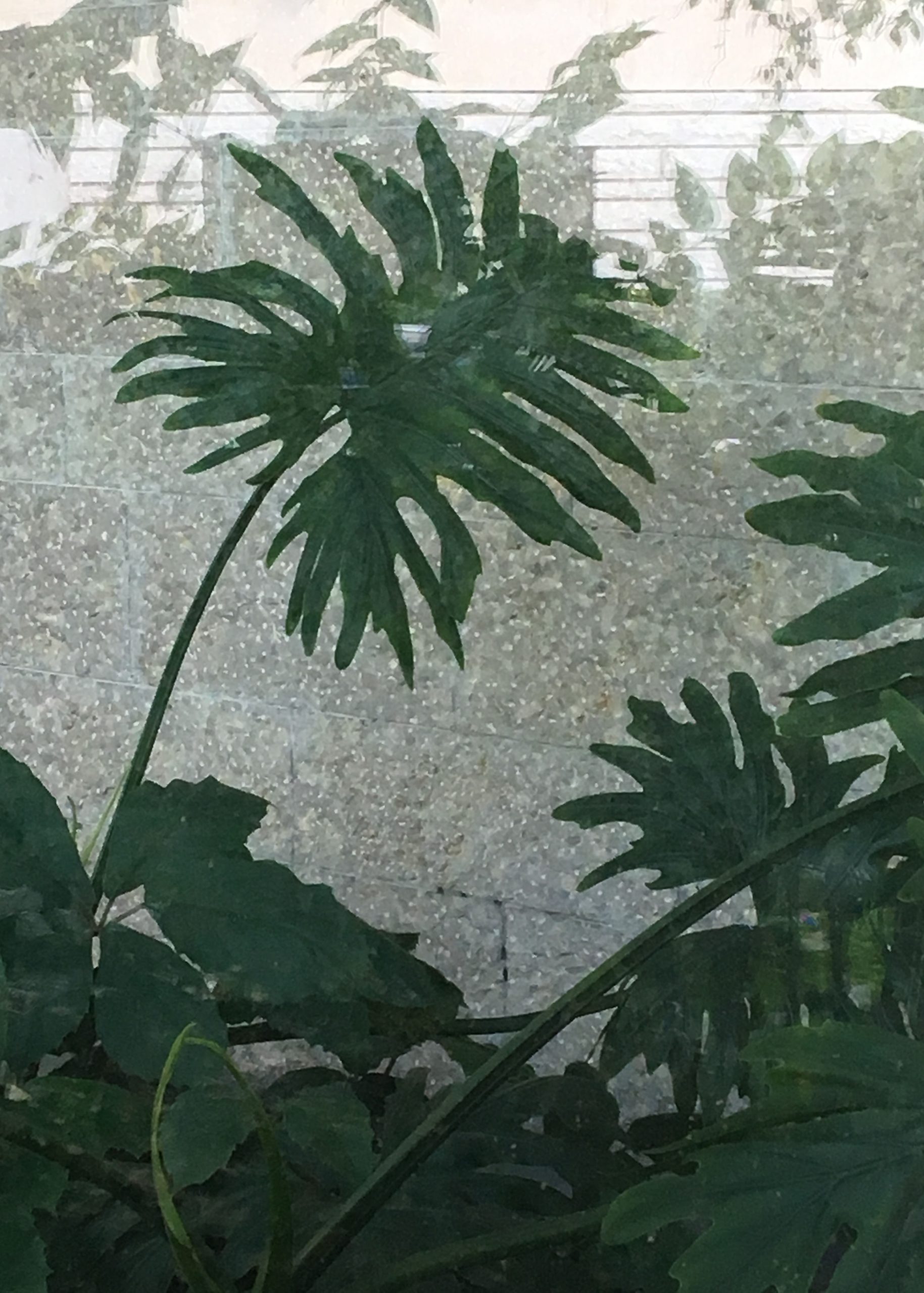 Photographie d'une composition de plantes avec des jeux de reflets